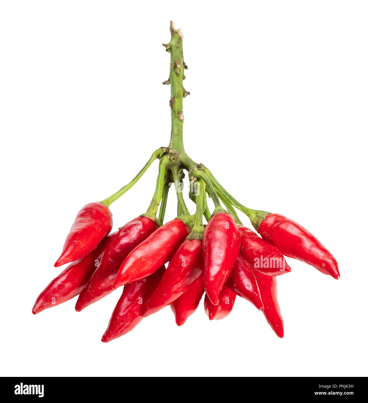 Viele kleine frische Hot red chili peppers auf Zweig ausgeschnitten auf weißem Hintergrund Stockfoto