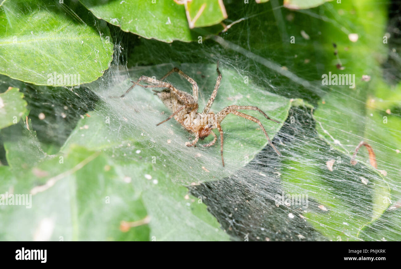Einen Trichter Weaver Spider (agelenidae) wartet auf Beute in einem dichten, grünen Anlage in Colorado Stockfoto