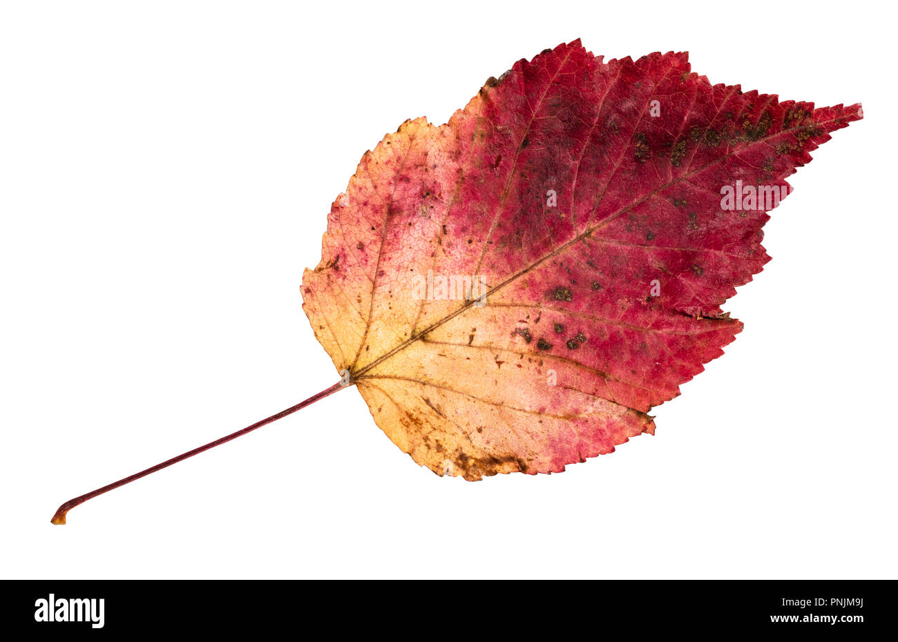 Getrocknete gefallen Bunte Herbst Blatt von Erle schneiden Sie auf weißem Hintergrund Stockfoto