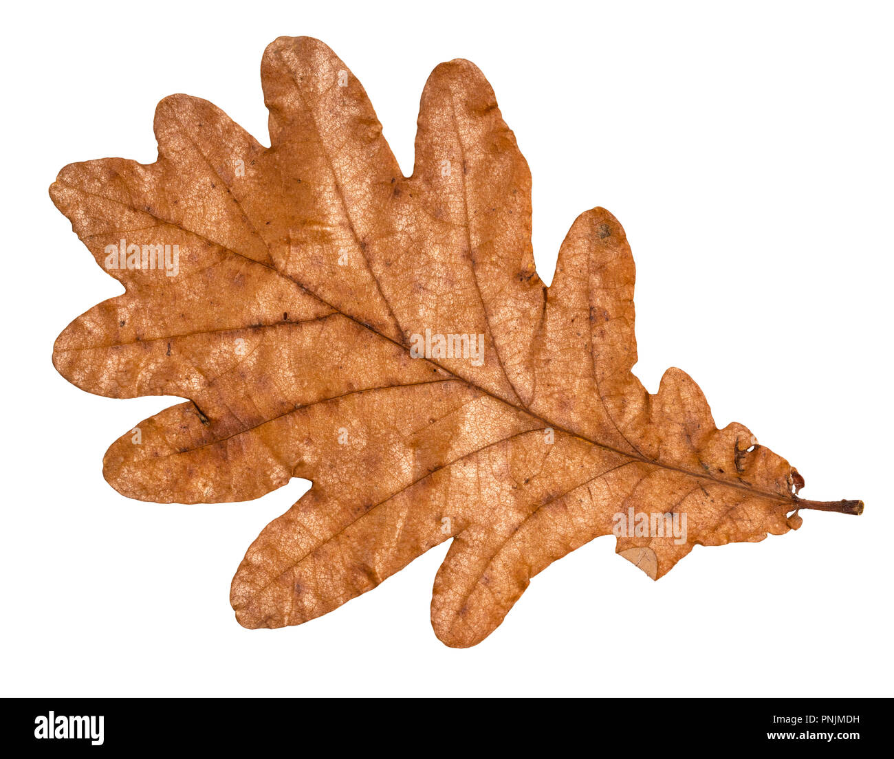 Getrocknete gefallen braun Herbst Blatt Eiche schneiden Sie auf weißem Hintergrund Stockfoto