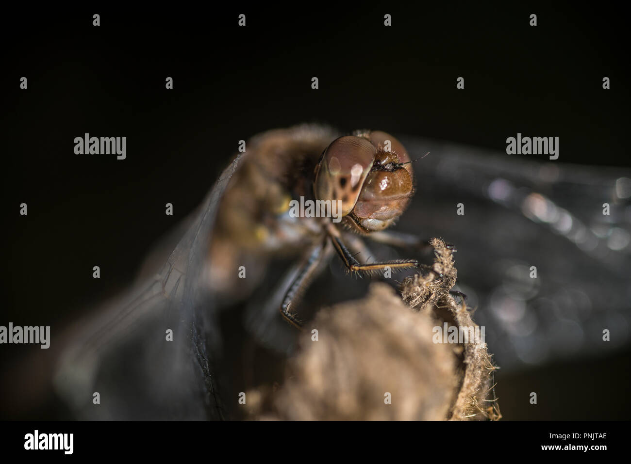Gemeinsame Libelle sitzt an der Spitze einer Anlage Stockfoto