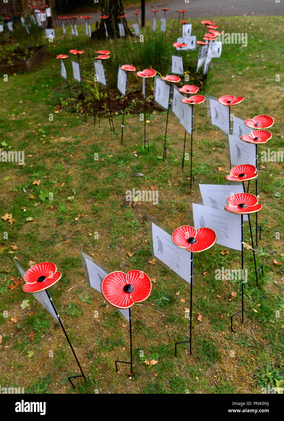 Einige der vielen Metall Mohnblumen auf Anzeige der Gefallenen aus dem Ersten Weltkrieg 1914-1918), Odiham, Hampshire, UK erinnern. Stockfoto