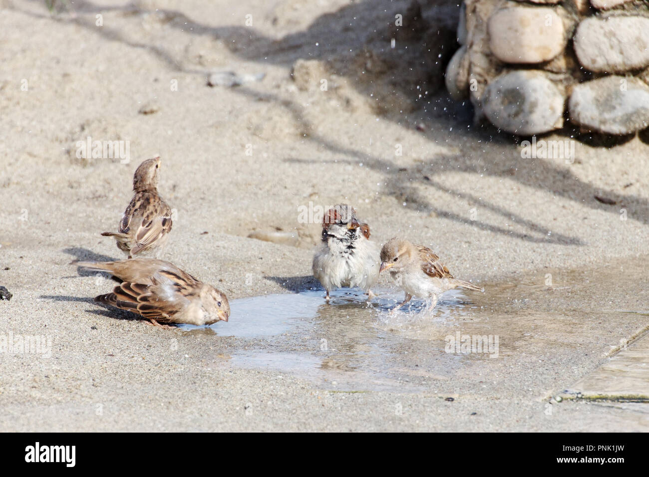 Vier süßen Spatzen unter der Dusche Stockfoto