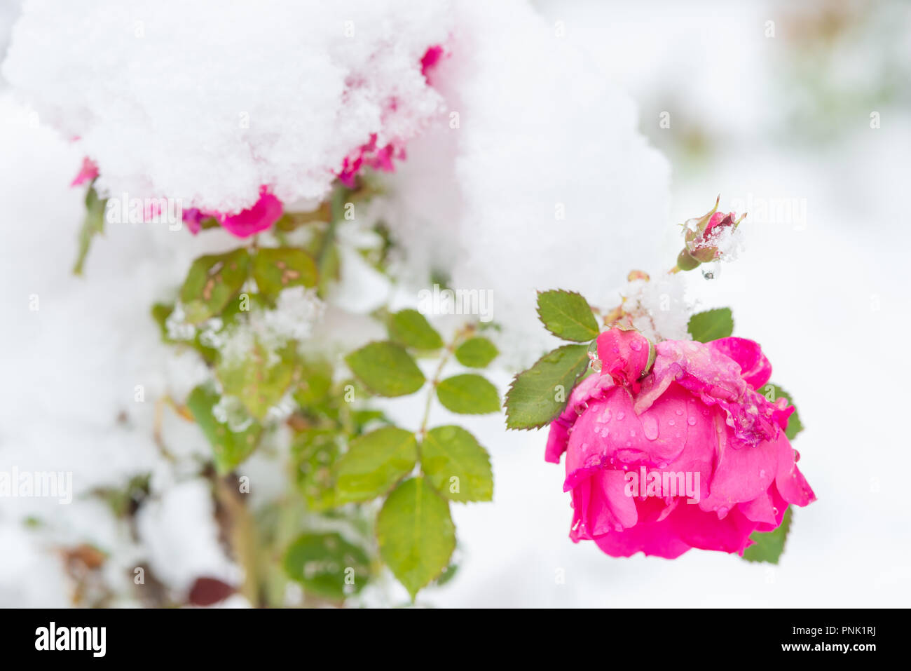 Rosen aus der Hardy Strauch rose Sorte, Frontenac, durch Schnee bei einer unseasonable Schneesturm im zentralen Alberta, Kanada abgedeckt Stockfoto