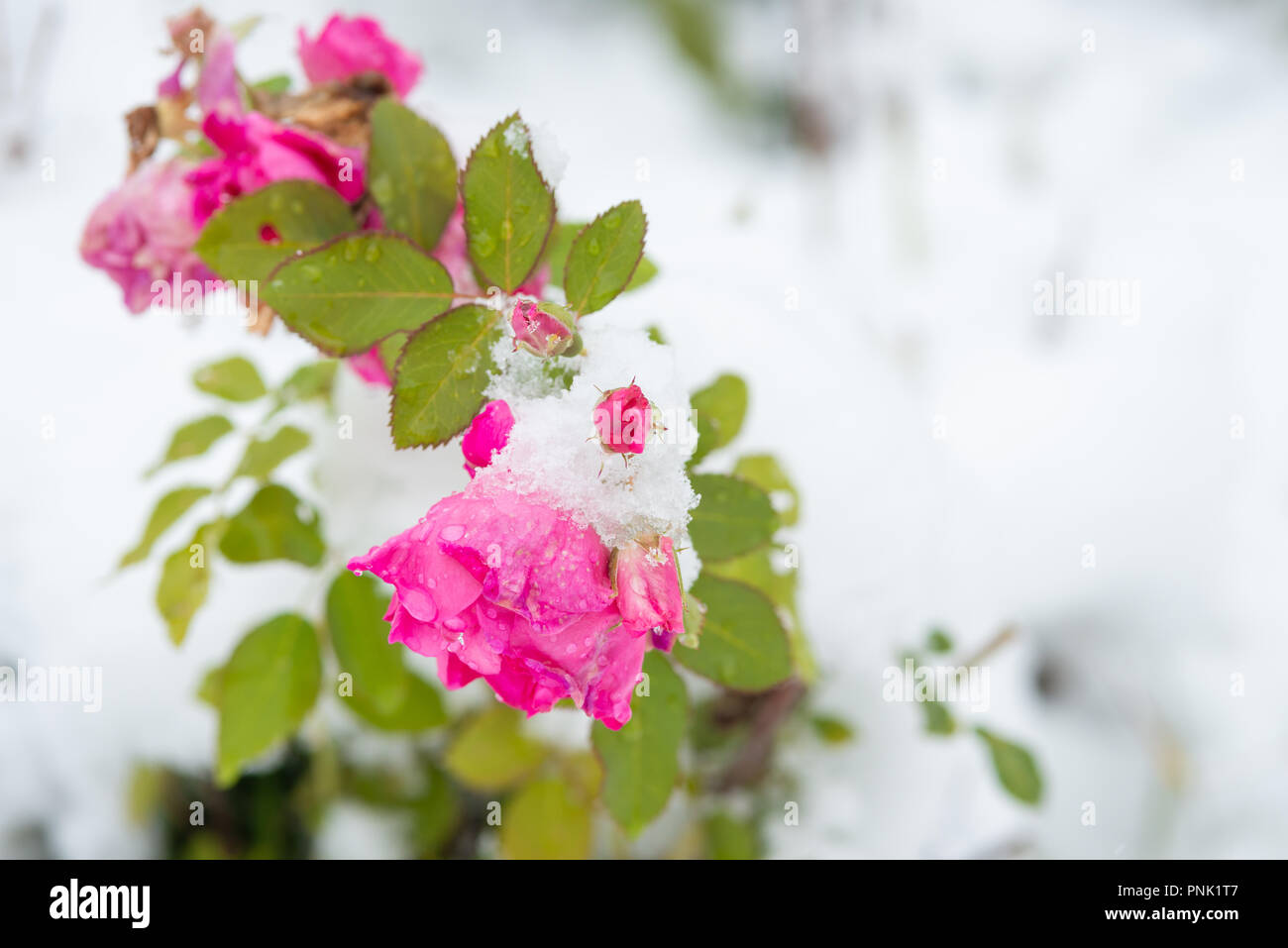 Rosen aus der Hardy Strauch rose Sorte, Frontenac, durch Schnee bei einer unseasonable Schneesturm im zentralen Alberta, Kanada abgedeckt Stockfoto