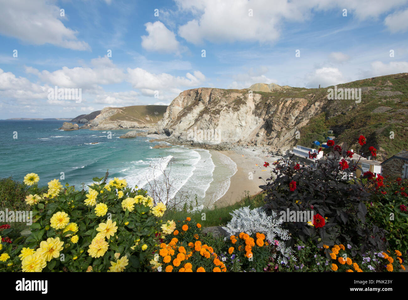 Trevaunance Cove, in der Nähe von St Agnes, Cornwall, UK, September, Surfing Beach von Cliff Pfad gesehen, Garten Blumen im Vordergrund. Stockfoto