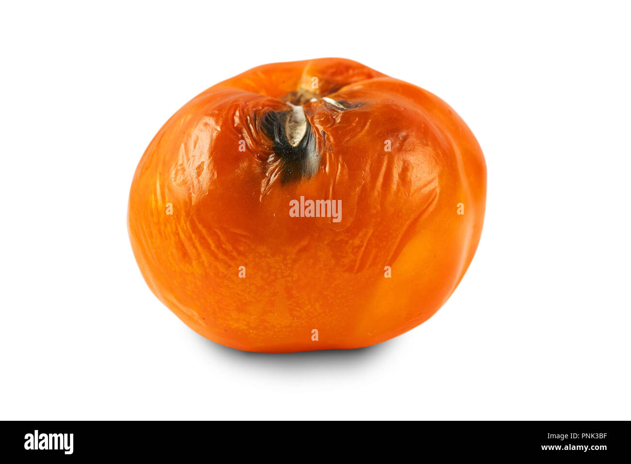 Verdorben, faule gelbe Tomaten auf weißem Hintergrund. Stockfoto