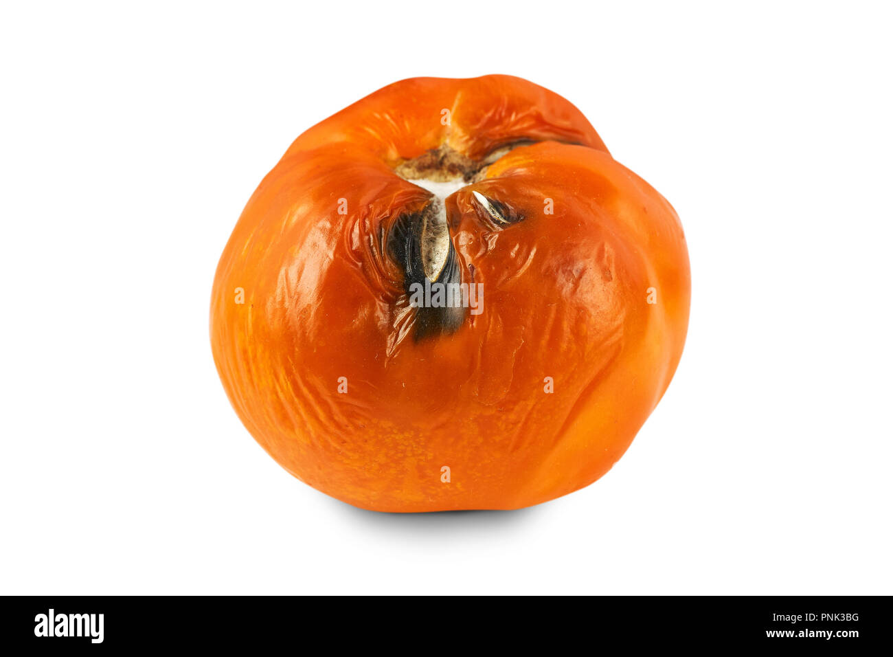 Verdorben, faule gelbe Tomaten auf weißem Hintergrund. Stockfoto