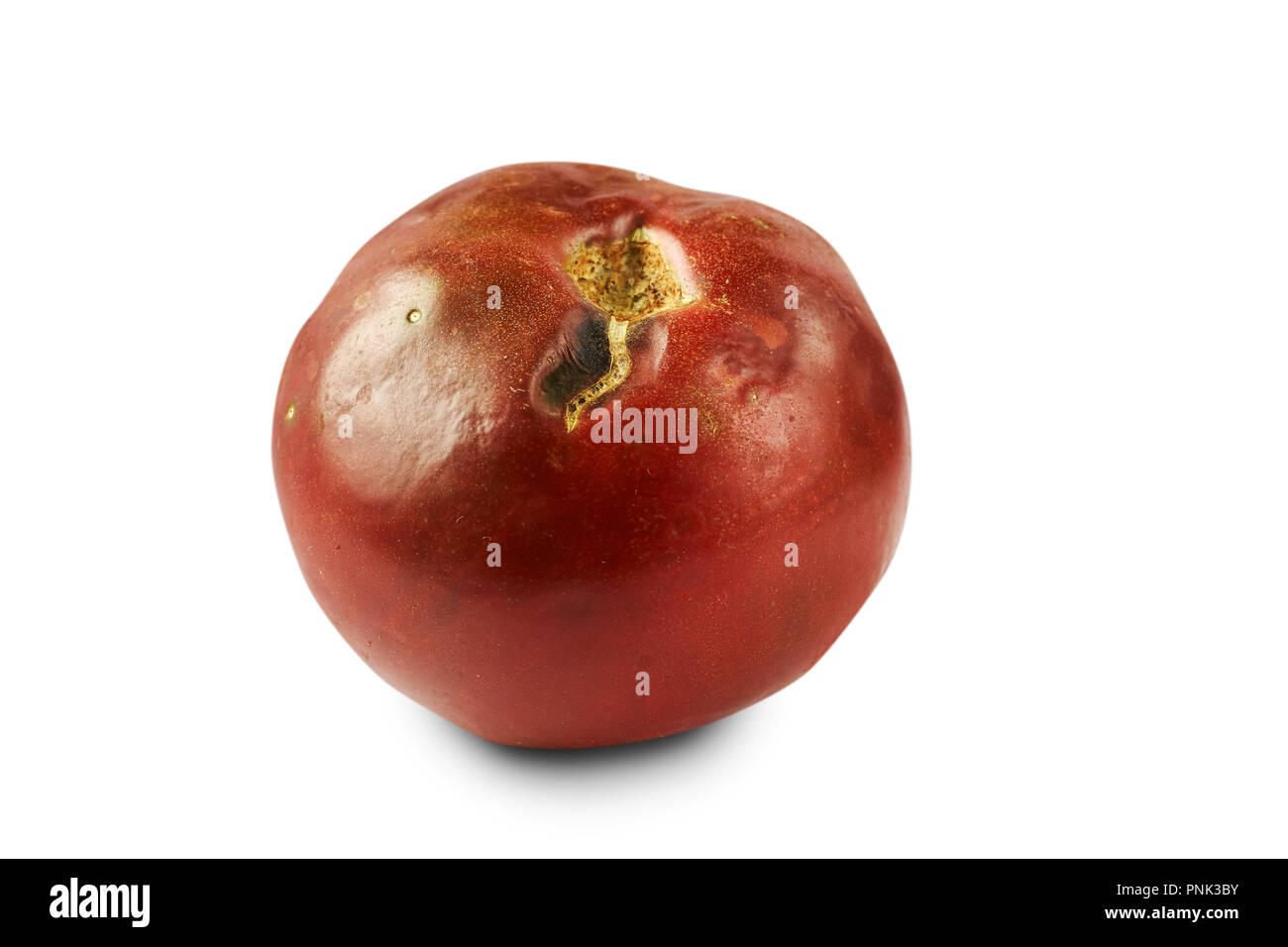 Verdorben, faule rote Tomaten auf weißem Hintergrund. Stockfoto