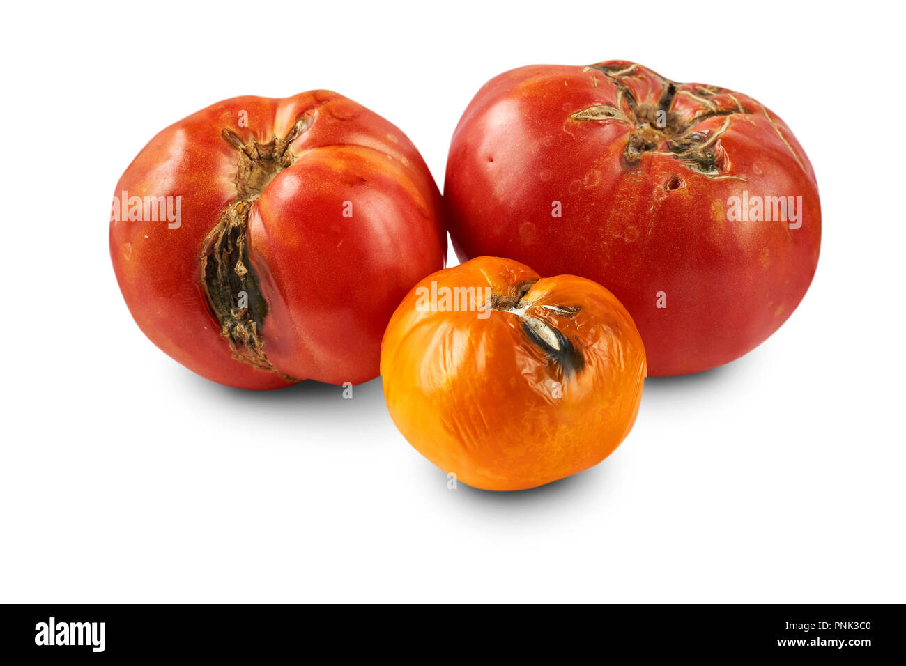 Verdorben, faulen Tomaten auf weißem Hintergrund. Stockfoto