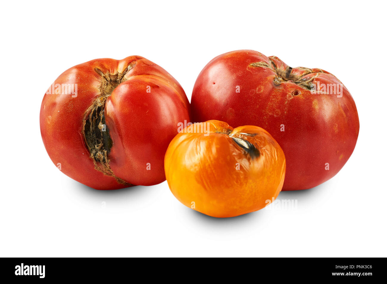 Verdorben, faulen Tomaten auf weißem Hintergrund. Stockfoto