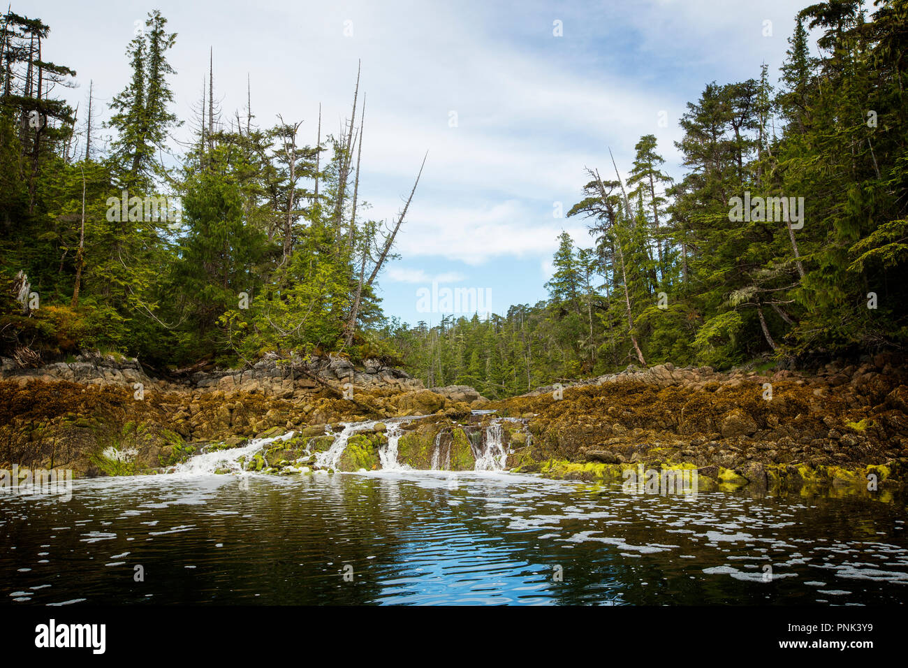 Great Bear Rainforest Gezeiten Lagune Stockfoto