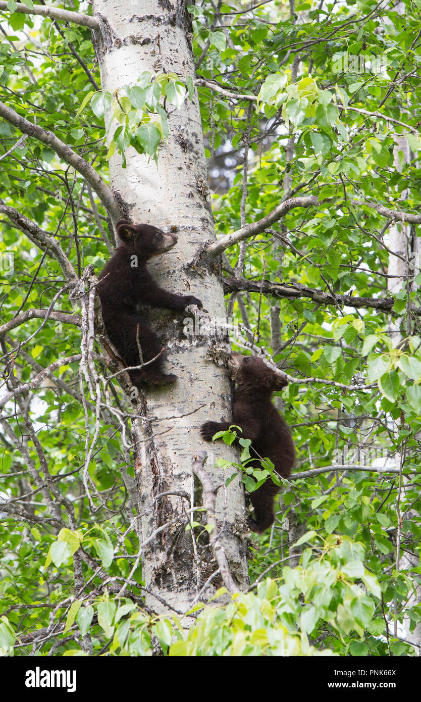 Black Bear baum Kleinkinder Stockfoto