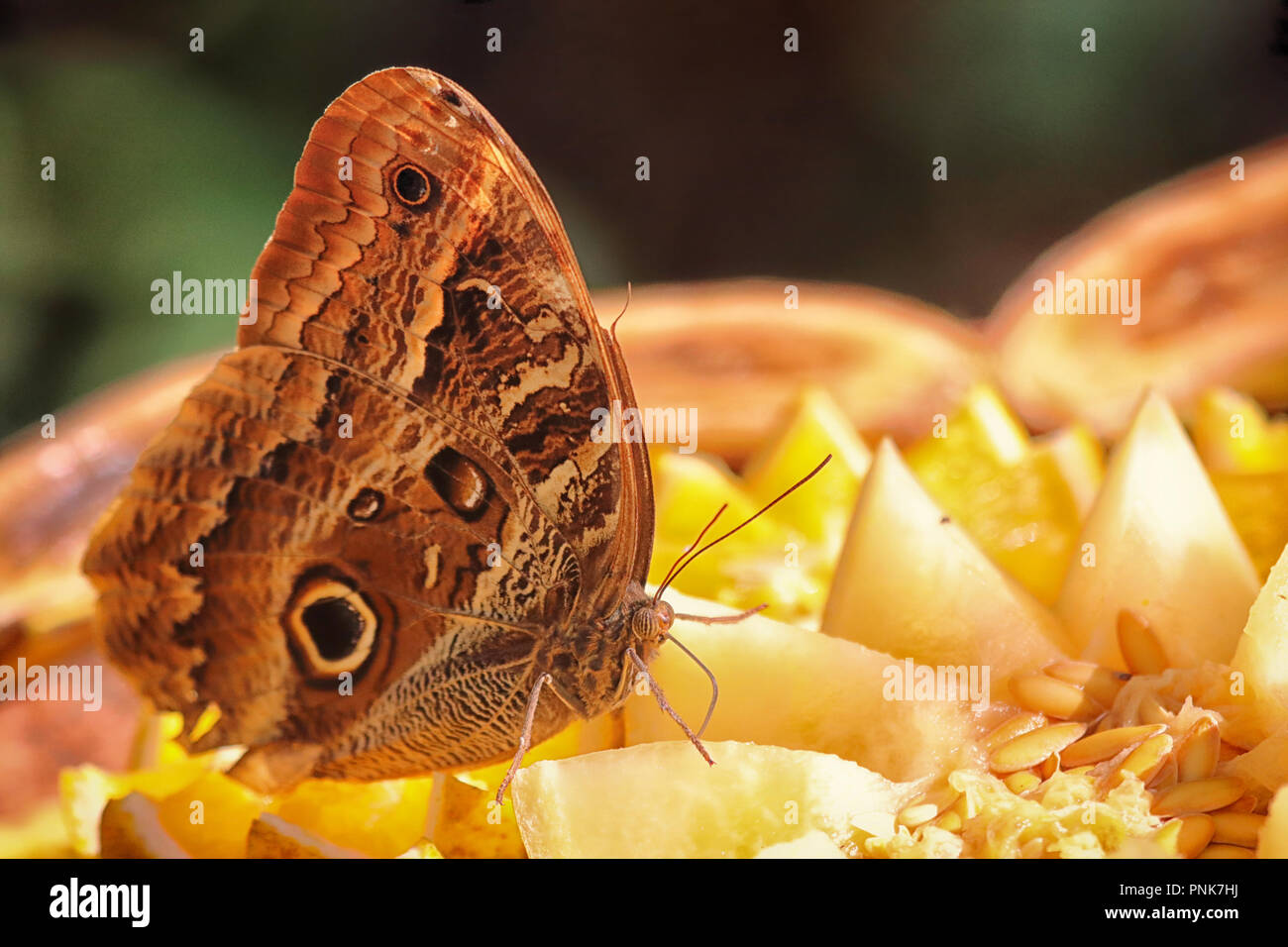 Schmetterling im Parque de las Aves in Foz do Iguacu (Brasilien) Stockfoto