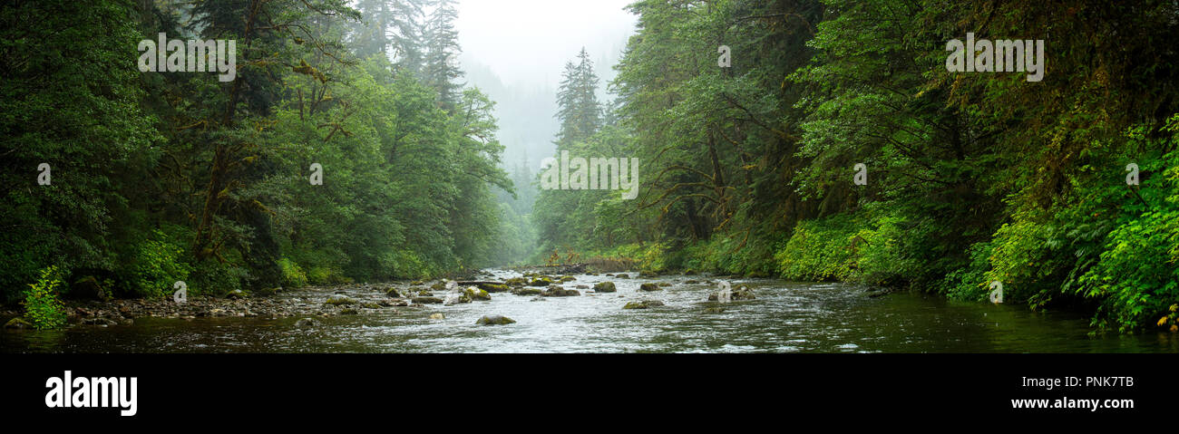 Great Bear Rainforest creek Panoramaaussicht Stockfoto