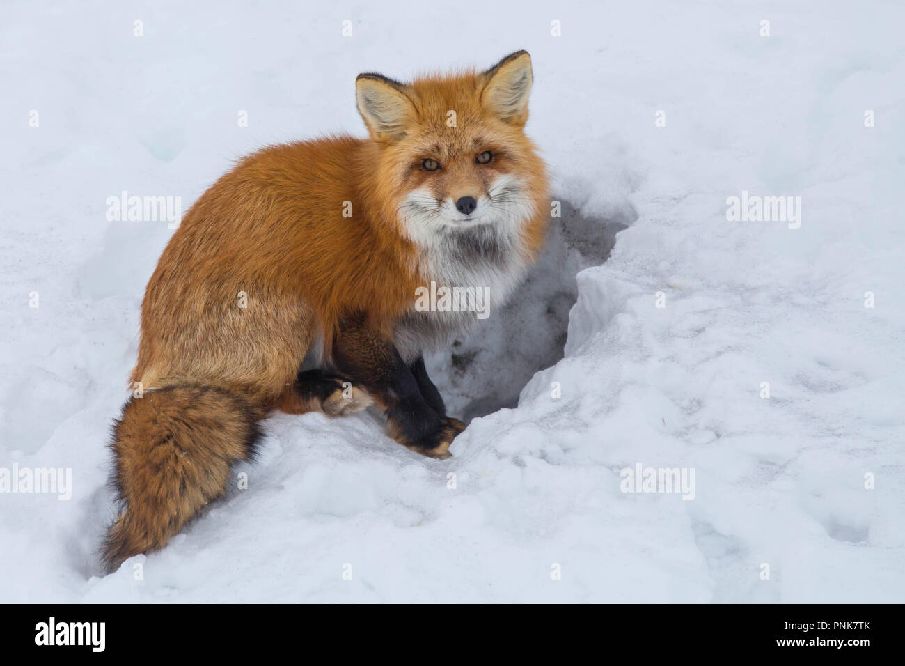 Red Fox erhalten für die Paarungszeit bereit Stockfoto