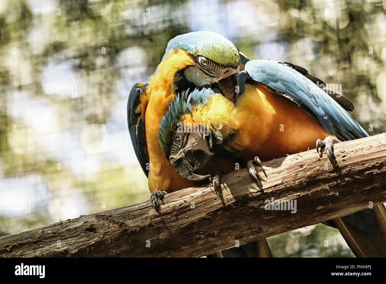 Papagei im Parque de las Aves in Foz do Iguacu (Brasilien) Stockfoto