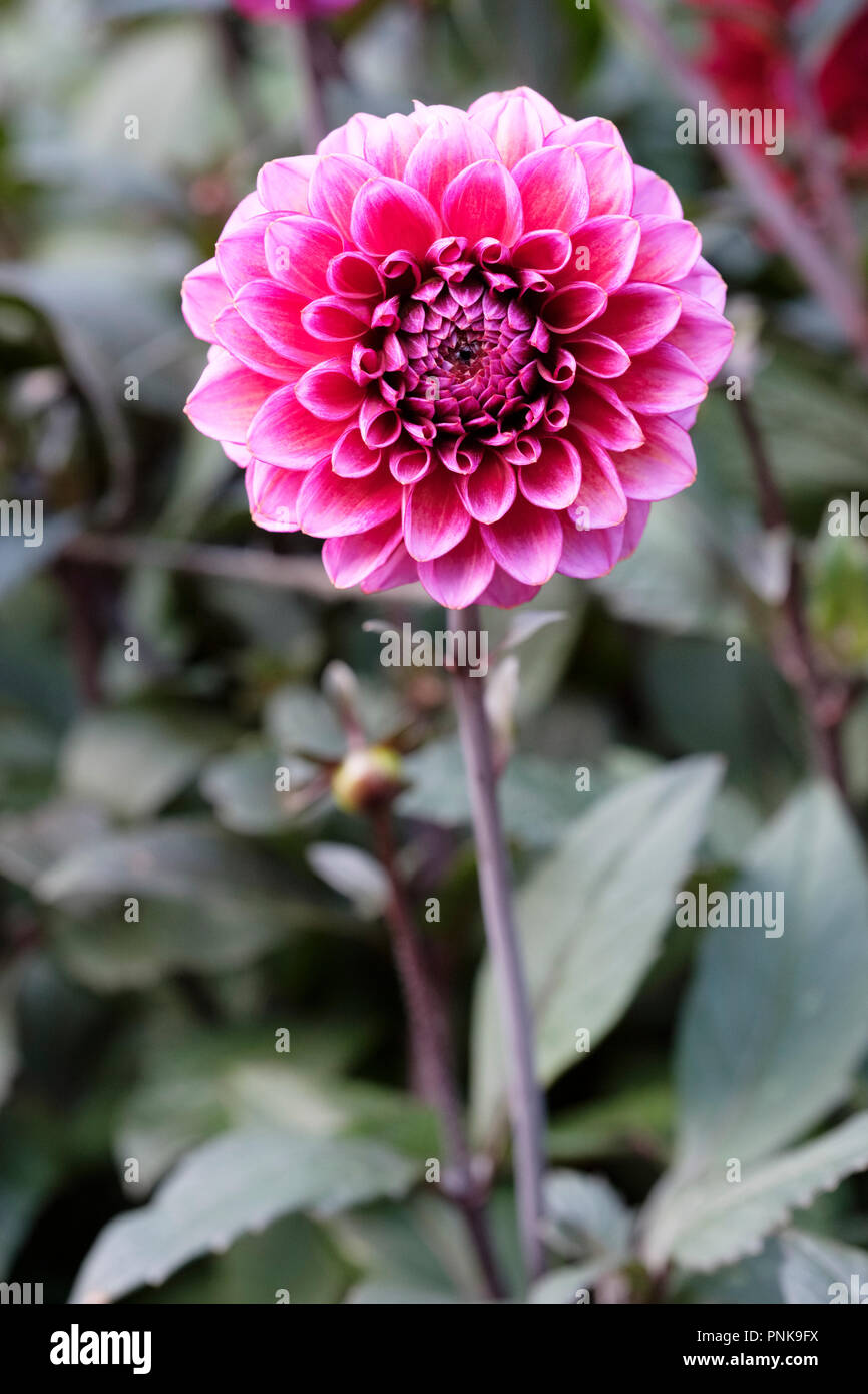 In der Nähe von tief rosa Dahlie "heiße Schokolade" Blume Stockfoto