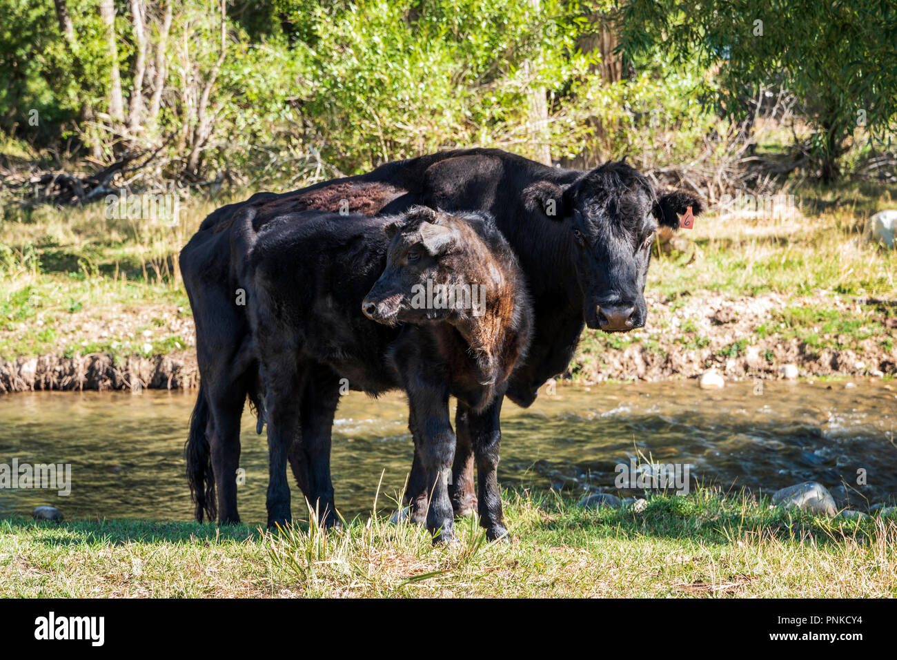 Black Angus; Aberdeen Angus; Kuh mit Kalb auf der Weide Stockfoto