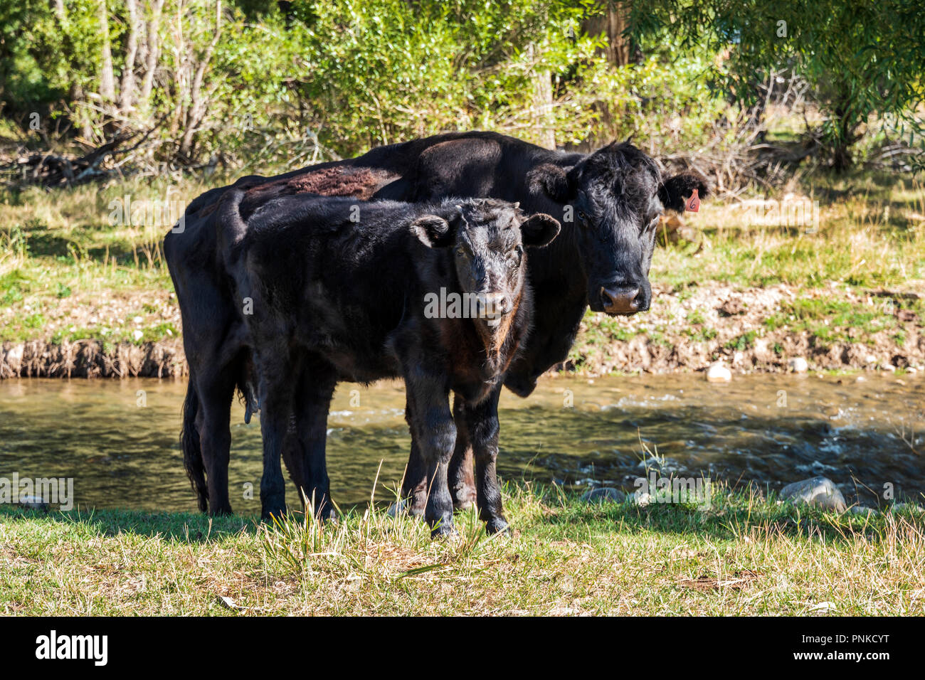Black Angus; Aberdeen Angus; Kuh mit Kalb auf der Weide Stockfoto