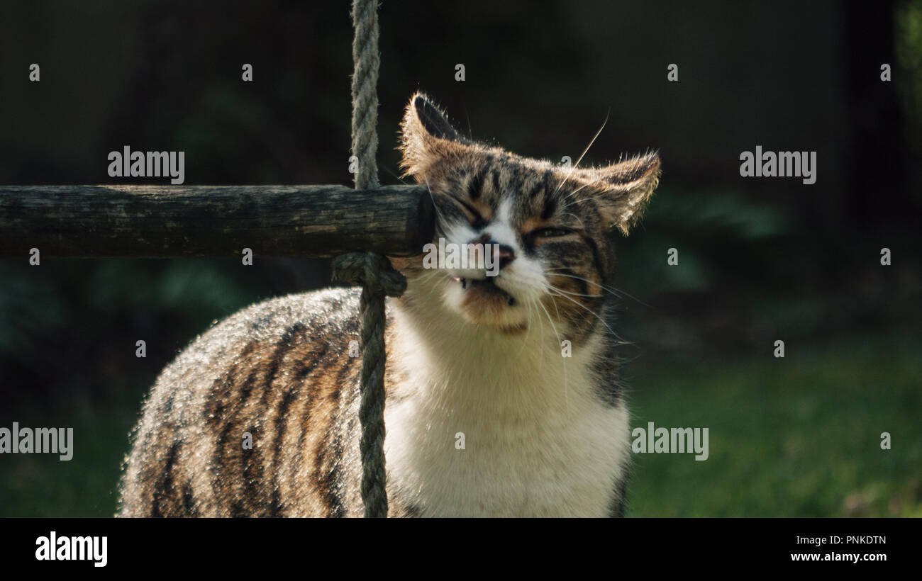 Meine Katze im Garten rieb seine Nase gegen die Sprosse der Leiter in meinem Garten. Kratzen seine Schnauze und Gefühl, gemütlich, komfortabel, geschlossenen Augen Stockfoto