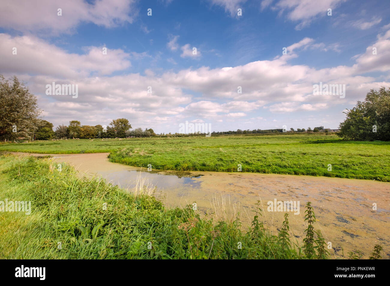 Breiten Graben mit Wasserlinsen in einer schönen, grünen Wiese Landschaft mit weißen Wolken vor blauem Himmel. Stockfoto