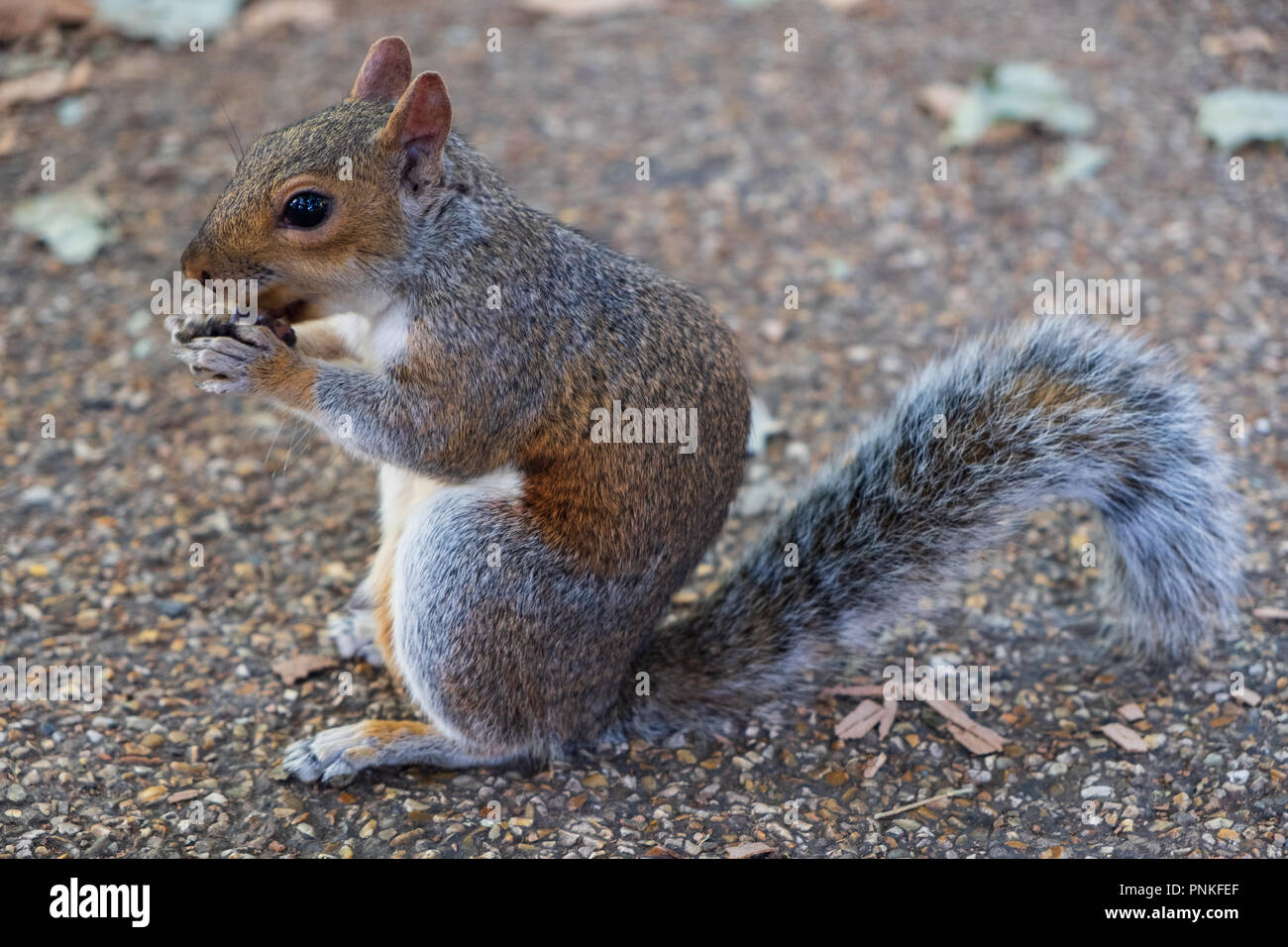Eichhörnchen essen auf dem Boden im St James's Park in London, Vereinigtes Königreich Stockfoto