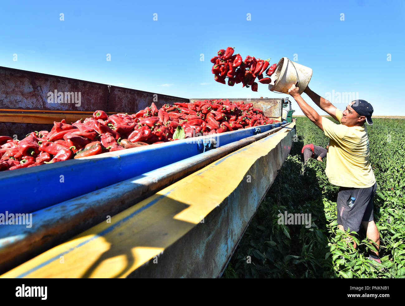 Landarbeiter die Ernte roter Paprika in der Nähe der Stadt Zabalj in Serbien. Gruppe der Arbeitnehmer picking bell pepper an der Plantage neben Traktor. Stockfoto