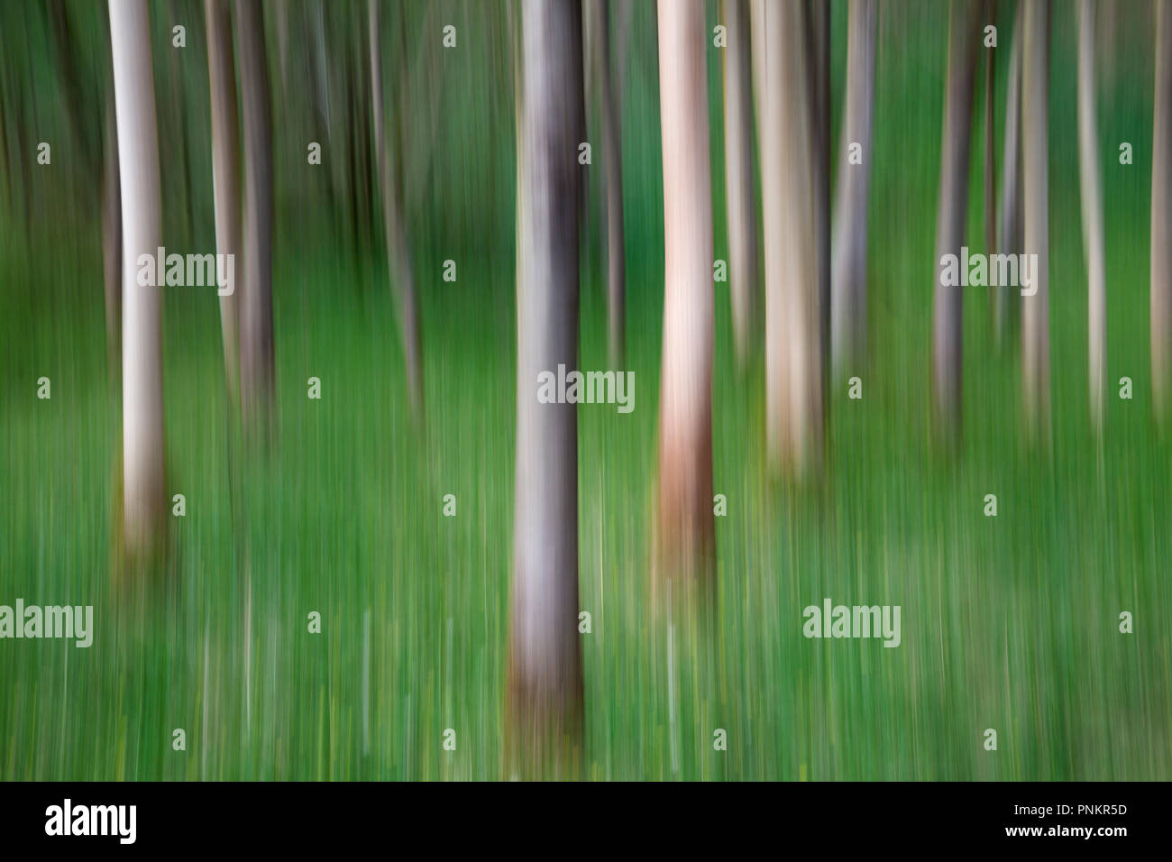 ICM-bewusste Bewegung der Kamera von Bäumen in Strid Holz, Bolton Abbey, North Yorkshire Dales Stockfoto