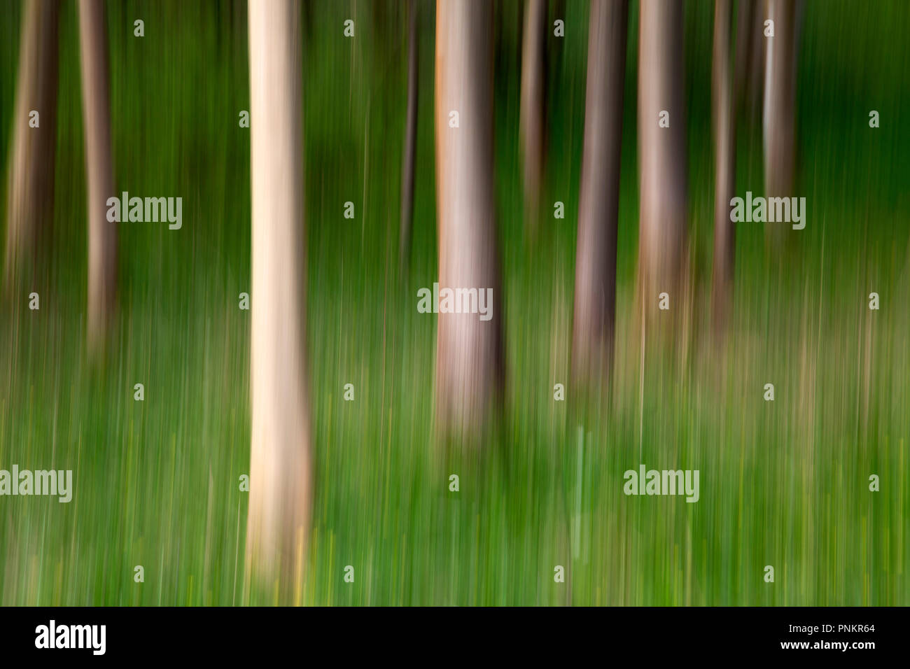 ICM-bewusste Bewegung der Kamera von Bäumen in Strid Holz, Bolton Abbey, North Yorkshire Dales Stockfoto