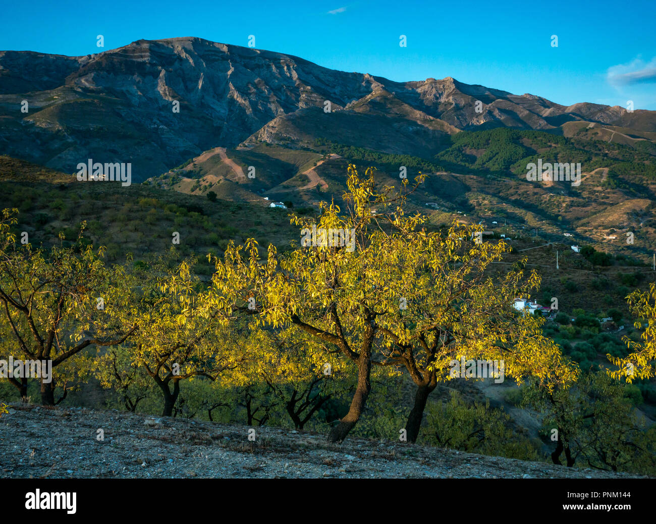 Hohe gefaltete Berg Felsen mit Fernbedienung weiße Häuser im Abendlicht mit almond tree Grove im Vordergrund, Axarquia, Andalsia, Spanien Stockfoto