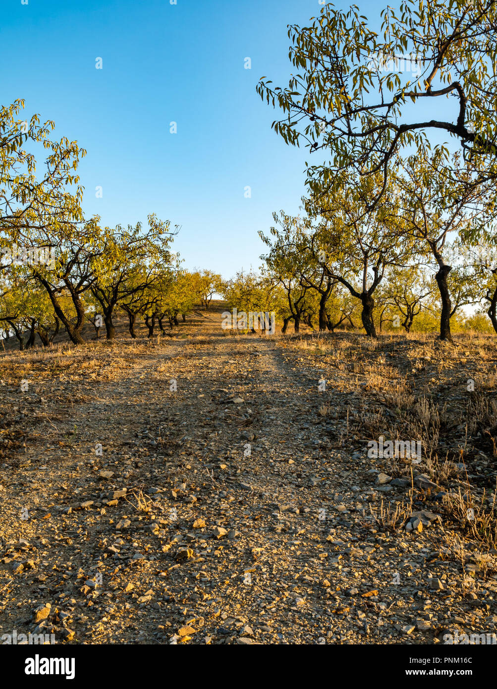 Dirt Track durch almond tree Grove führende, Prunus dulcis, auf einem Hügel im Abendlicht, Axarquia, Andalusien, Spanien Stockfoto