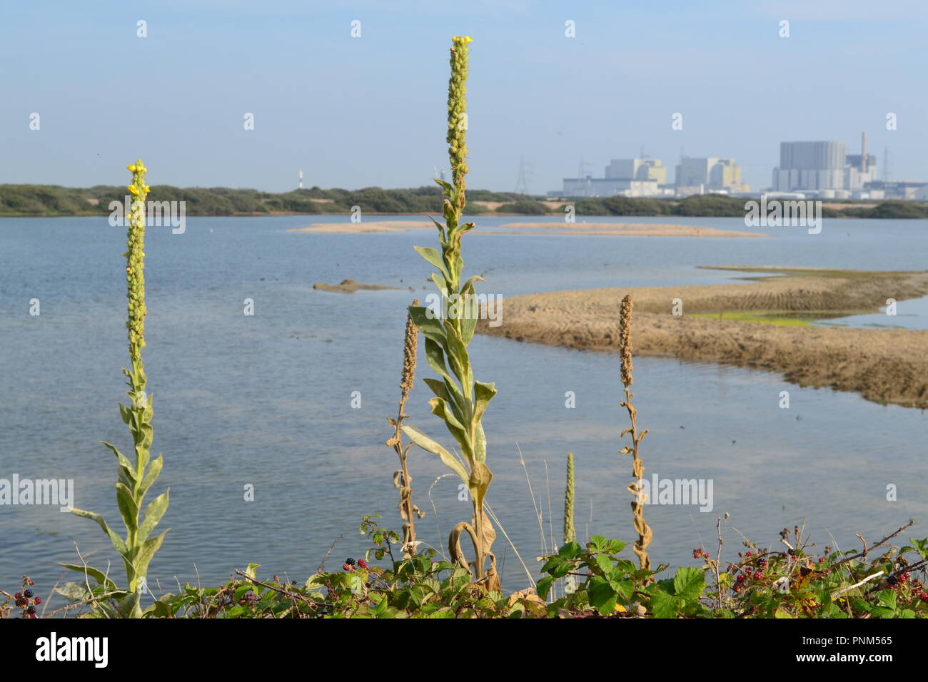 Kernkraftwerk Dungeness von rspb Vogelschutzgebiet, Kent, England, UK. Auf der Romney Marsh Stockfoto