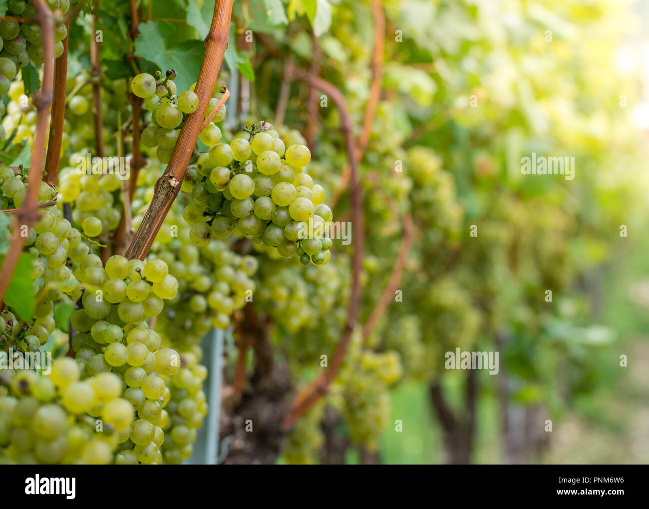 Pinot Blanc Trauben Vielfalt. Vitis vinifera "Pinot Blanc". Guyot Erziehungsart, Südtirol, Trentino Alto Adige, Italien. Stockfoto