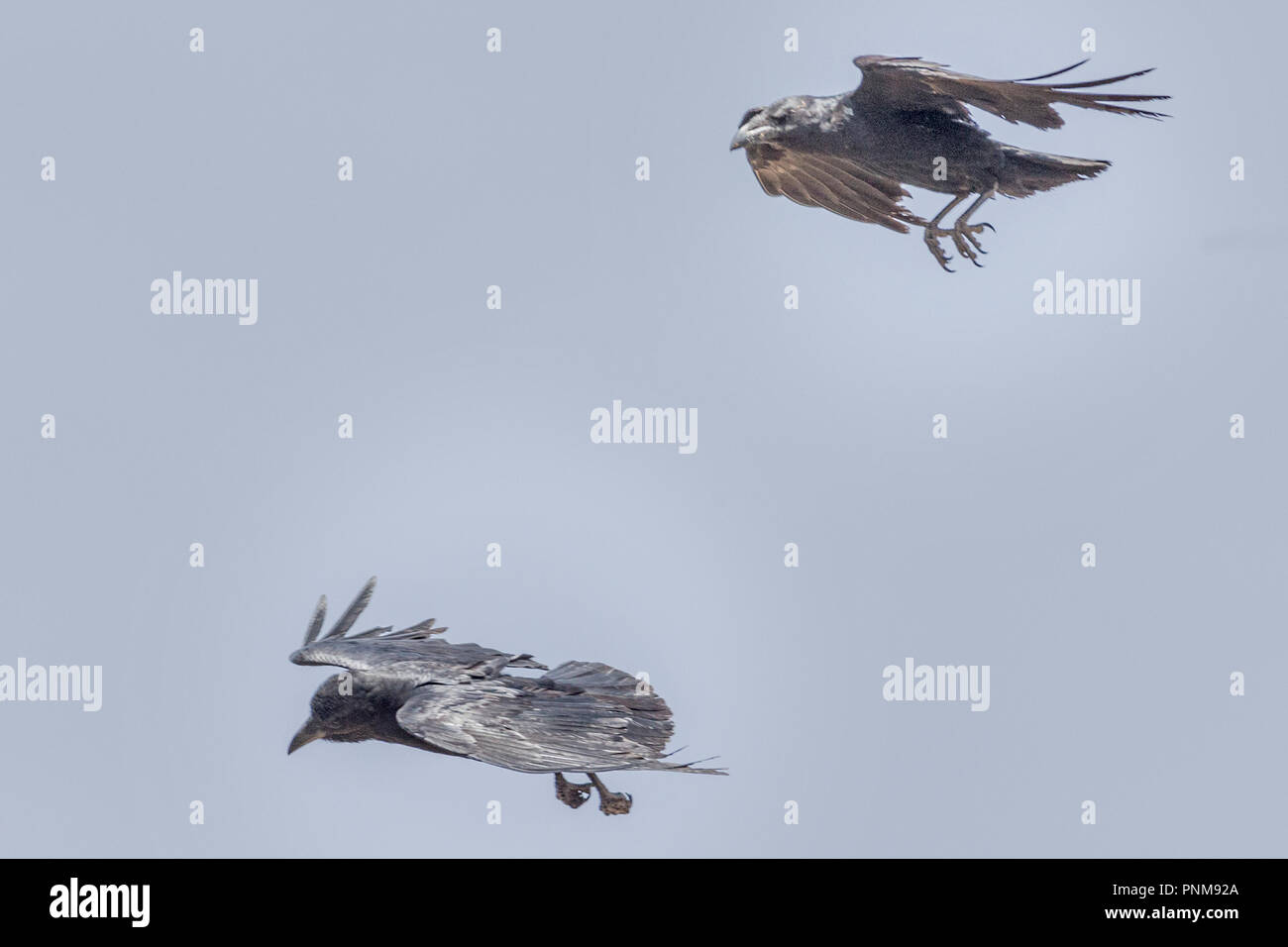 Ventilator-tailed Raven, Corvus rhipidurus, Lalibela, Äthiopien Stockfoto