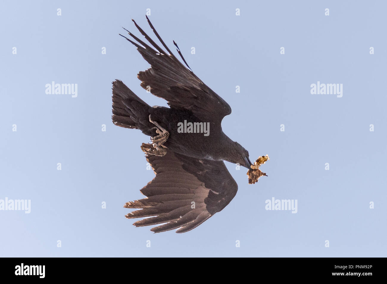 Ventilator-tailed Raven, Corvus rhipidurus, mit gespült Essen, Lalibela, Äthiopien Stockfoto