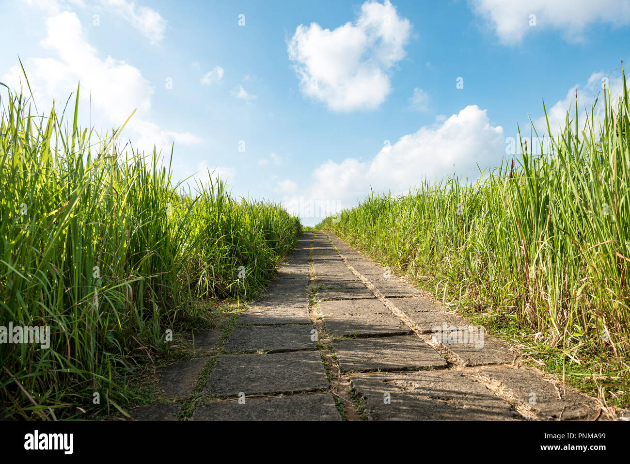 Wanderweg, gepflasterter Weg durch das Gras, campuhan Ridge, Bukit Campuhan, Tjampuhan des Heiligen Hügel, Ubud, Bali, Indonesien Stockfoto