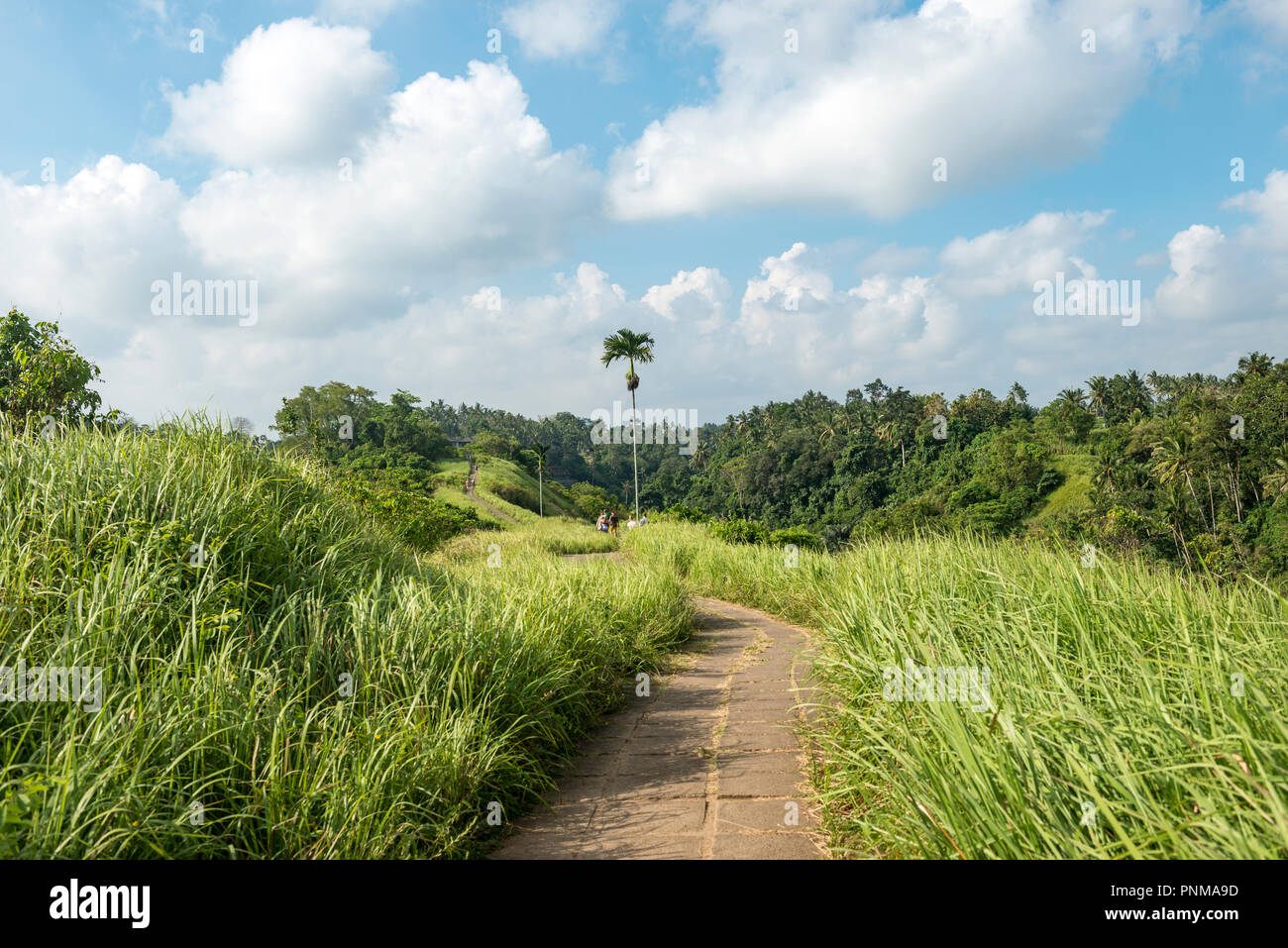 Wanderweg, gepflasterter Weg durch tropische Vegetation, campuhan Ridge, Bukit Campuhan, Tjampuhan des Heiligen Hügel, Ubud, Bali Stockfoto