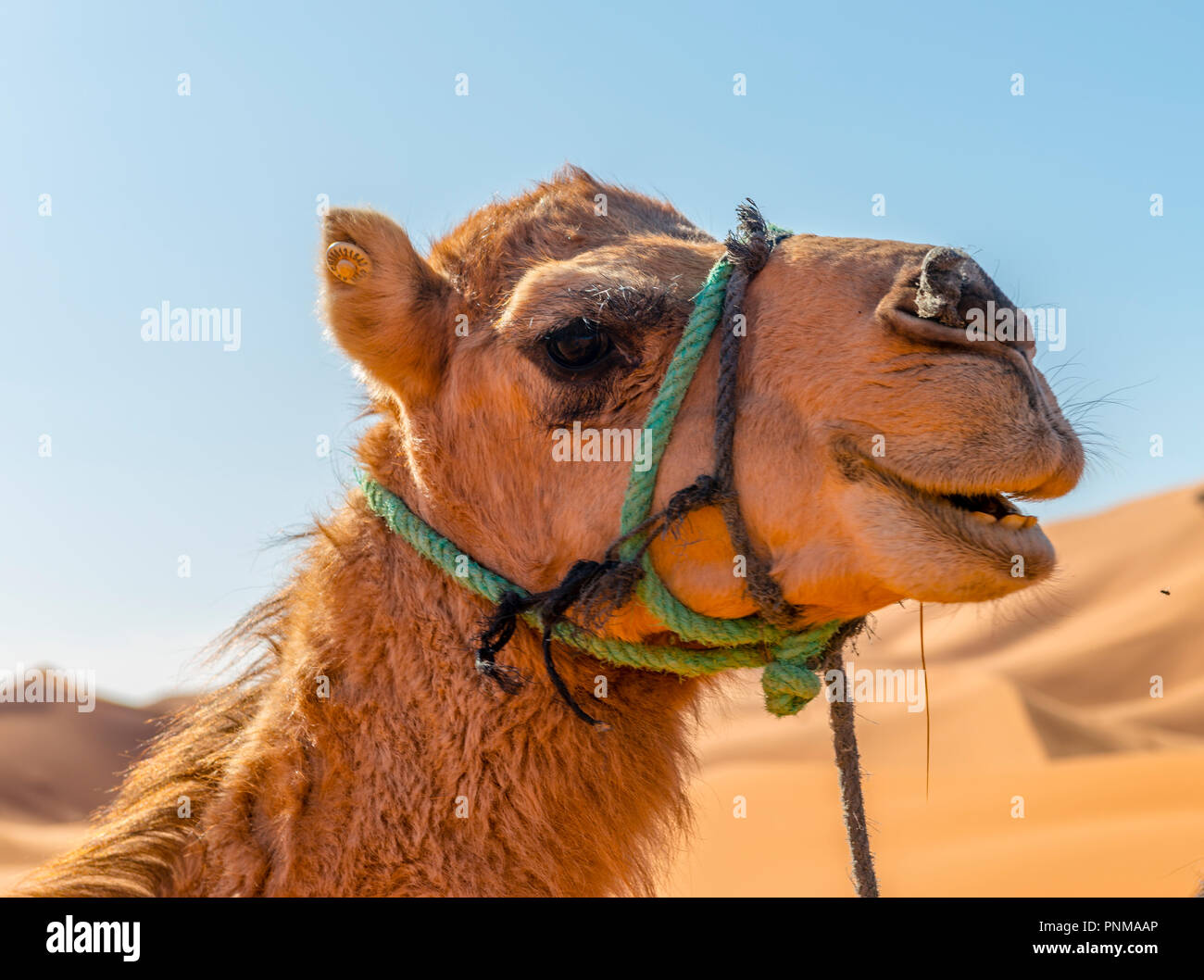 Dromedar (Camelus dromedarius), Tier Portrait, Erg Chebbi, Merzouga, Sahara, Marokko Stockfoto
