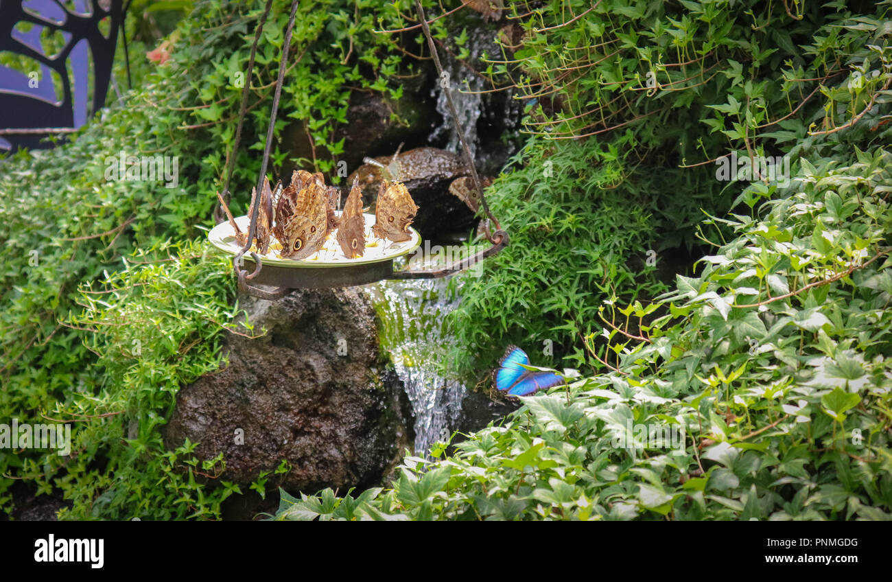 Schmetterlinge roaming um einen Wasserfall im Schmetterlingshaus auf Mackinac Island. Stockfoto