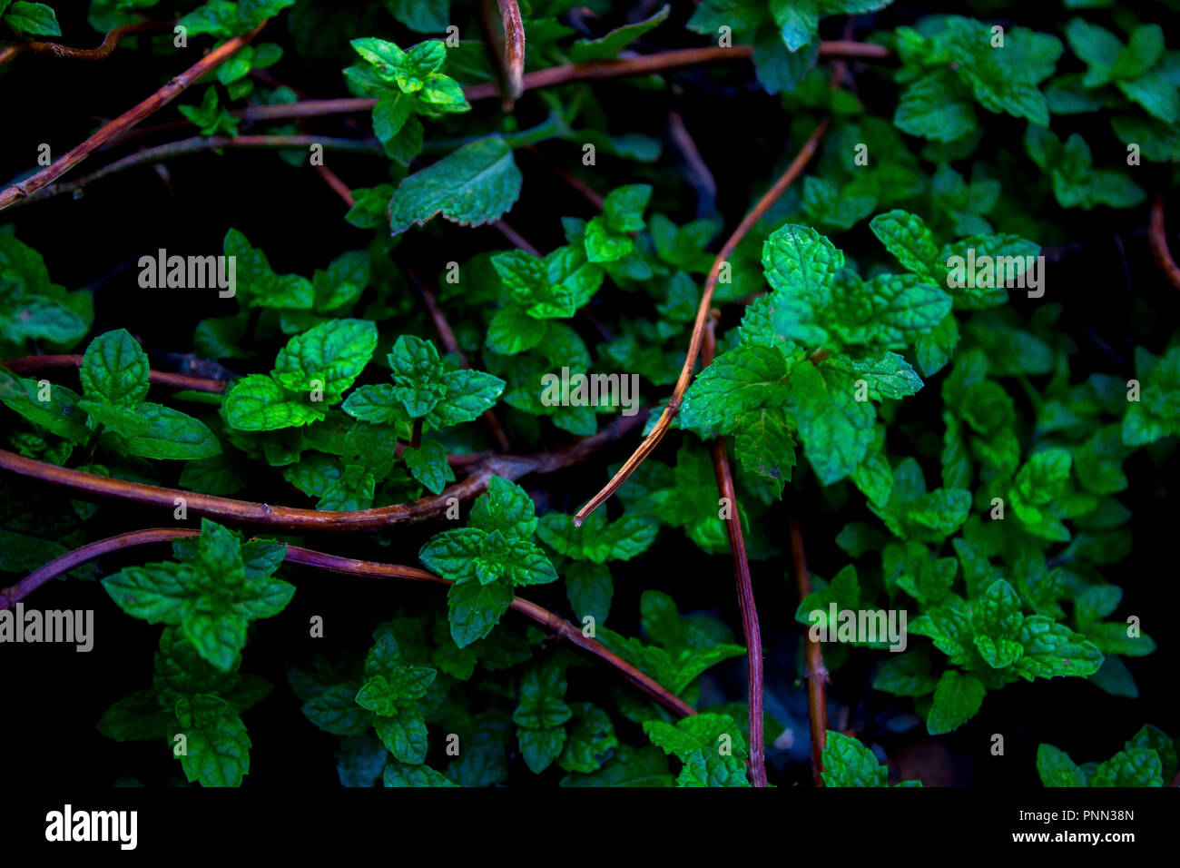 Das ist frische Minze Pflanzen im Garten Stockfoto