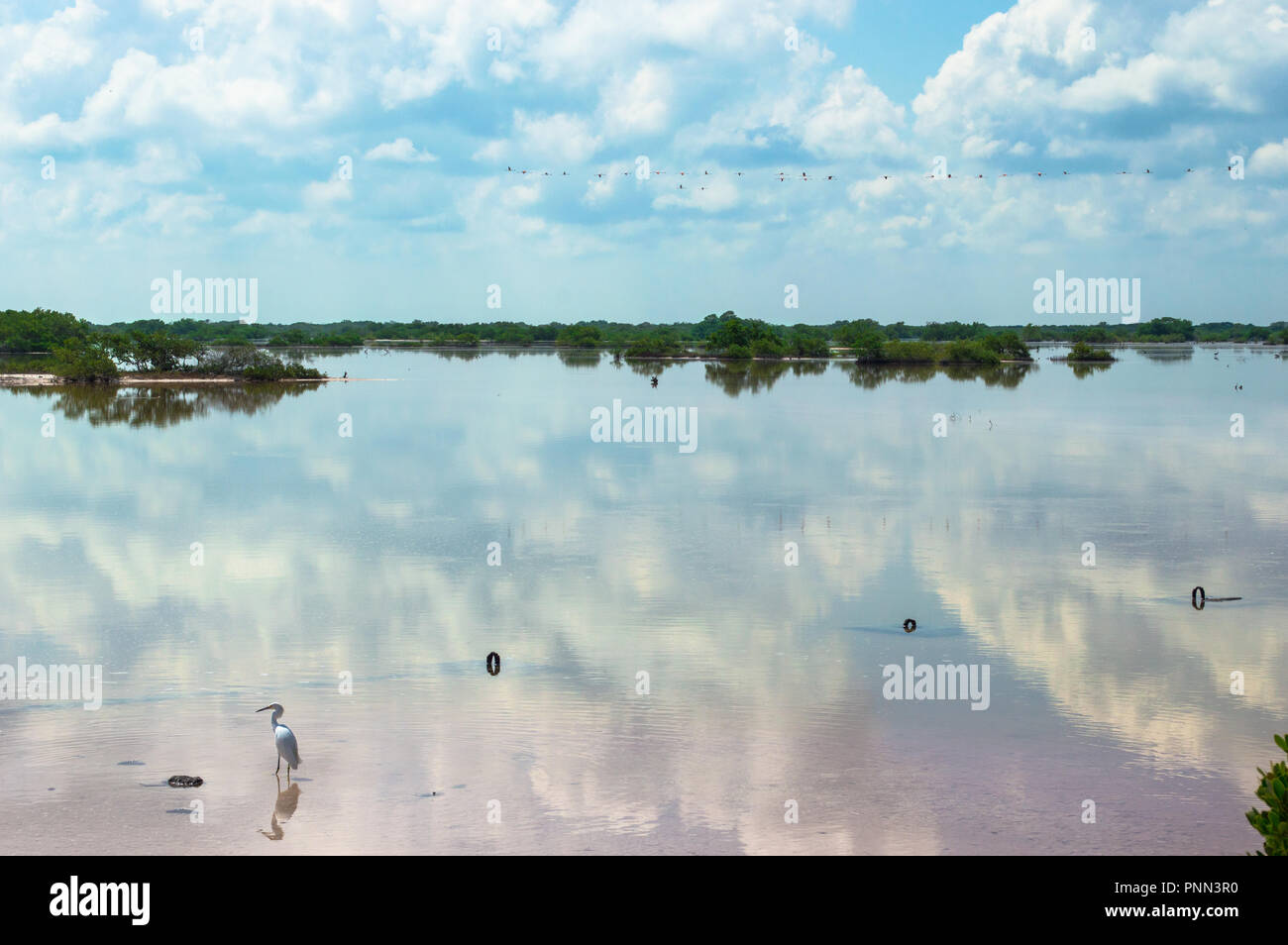 Flamingos fliegen über einen Mangrovensumpf in Chuburna, Yucatan, Mexiko. Rosa Sand, Himmel Reflexion auf dem Wasser. Stockfoto