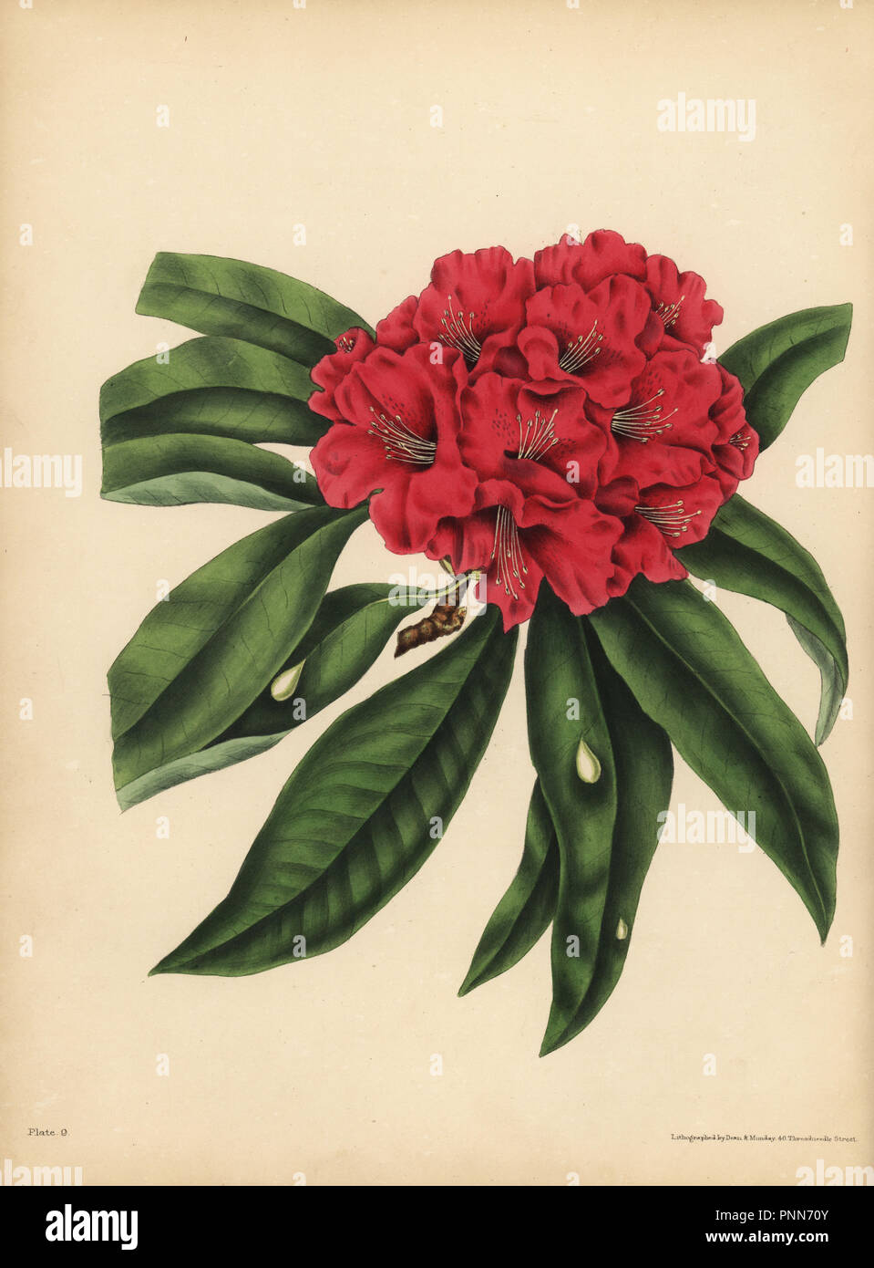 Die rot-blühenden Baum Rhododendron, Gefahr. Papierkörbe Lithographie von Dean und Munday, nachdem eine Illustration von Eliza Eve Gleadall aus die Schönheiten der Flora, mit botanischen und poetischen Illustrationen, aus einer Auswahl von Blumen aus Natur sinnbildlicher angeordnet, Heath Hall, Wakefield, 1834. Stockfoto