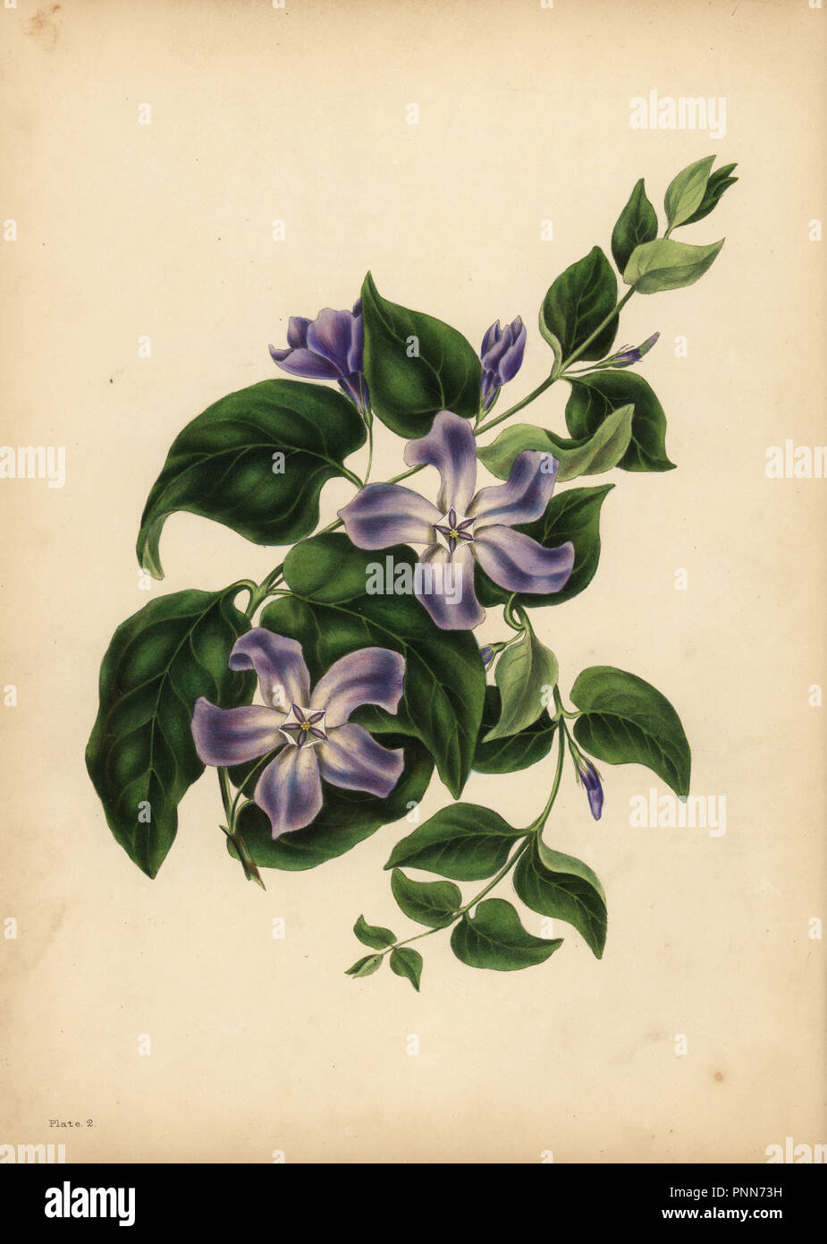 Die großen blauen Periwinkle, Vinca major, die Freuden der Speicher. Papierkörbe Lithographie von Deana und Munday nach Eliza Eve Gleadall aus die Schönheiten der Flora, mit botanischen und poetischen Illustrationen, aus einer Auswahl von Blumen aus Natur sinnbildlicher angeordnet, Heath Hall, Wakefield, 1834. Stockfoto