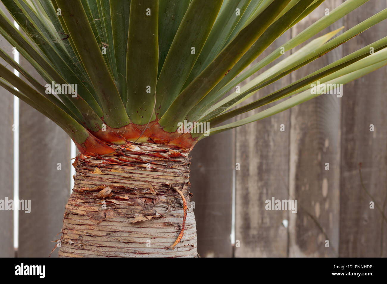 Hohen saftigen Palm horizontale Linien auf Rumpf, grüne Blätter in einem Winkel und vertikale Holz leiste Zaun in horizontaler Hintergrund wachsenden Stockfoto