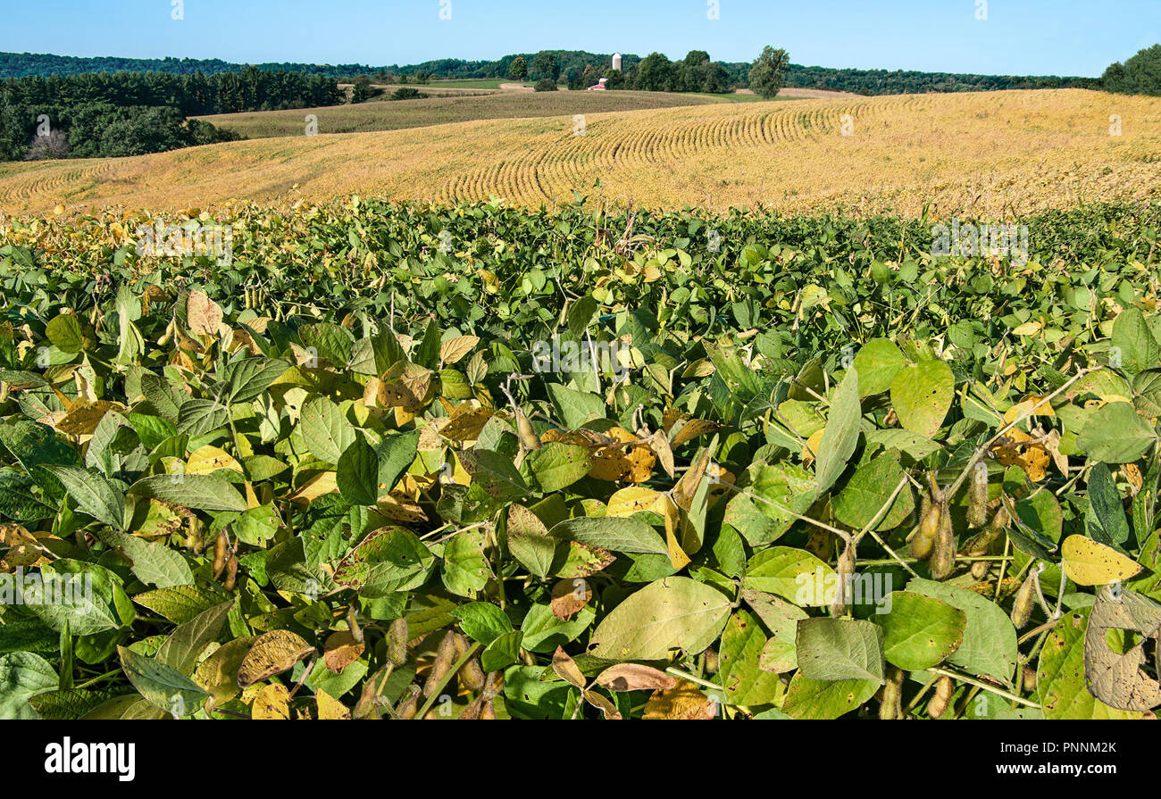 Bean Felder im September: Sojabohne Blätter anfangen zu fallen Farben im Spätsommer auf dem Bauernhof im südlichen Wisconsin zeigen. Stockfoto
