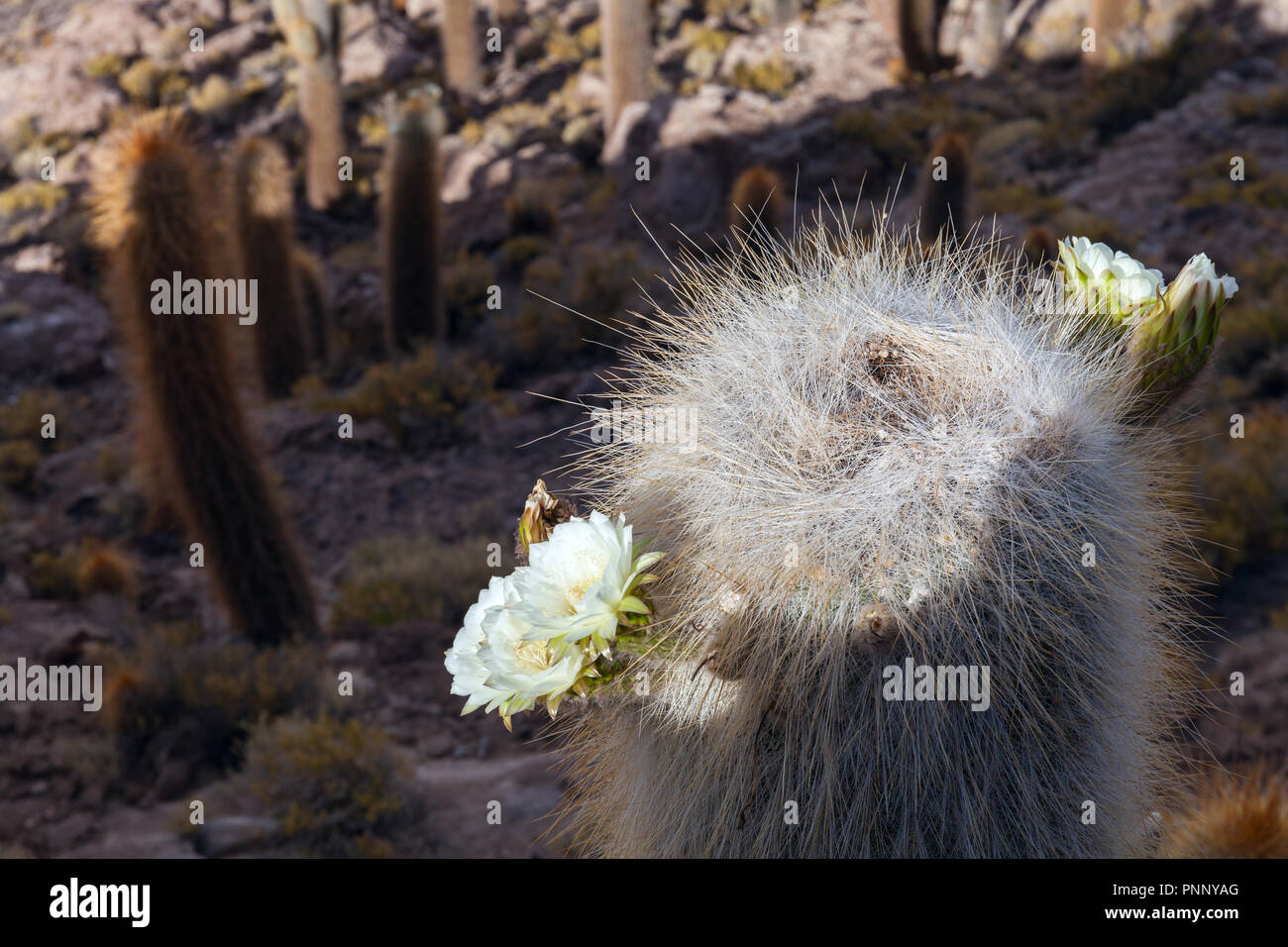 Riesenkakteen in der Blütezeit der Insel Incahuasi Stockfoto