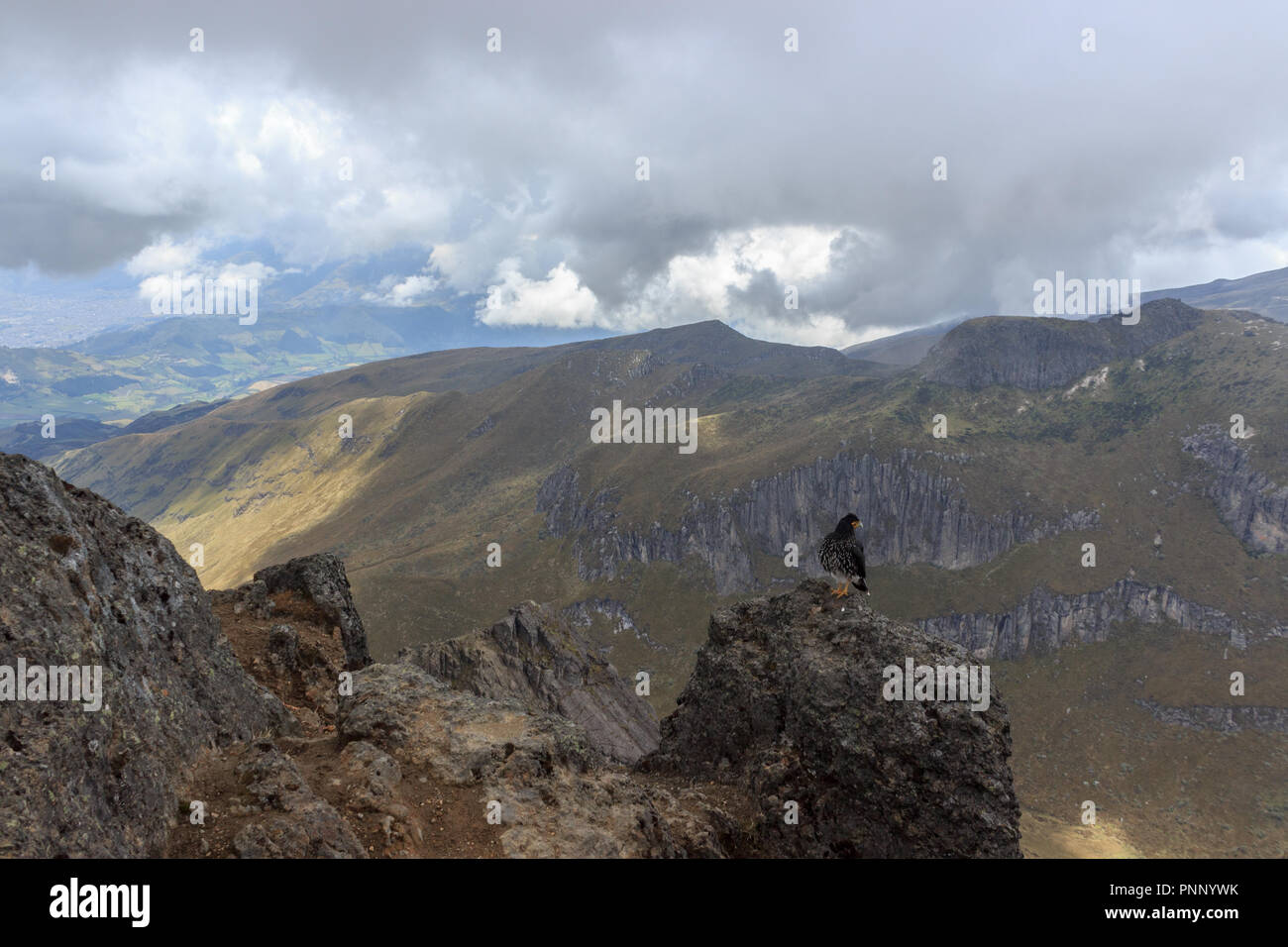 Adler auf ruca Pichincha in Quito, Ecuador Stockfoto