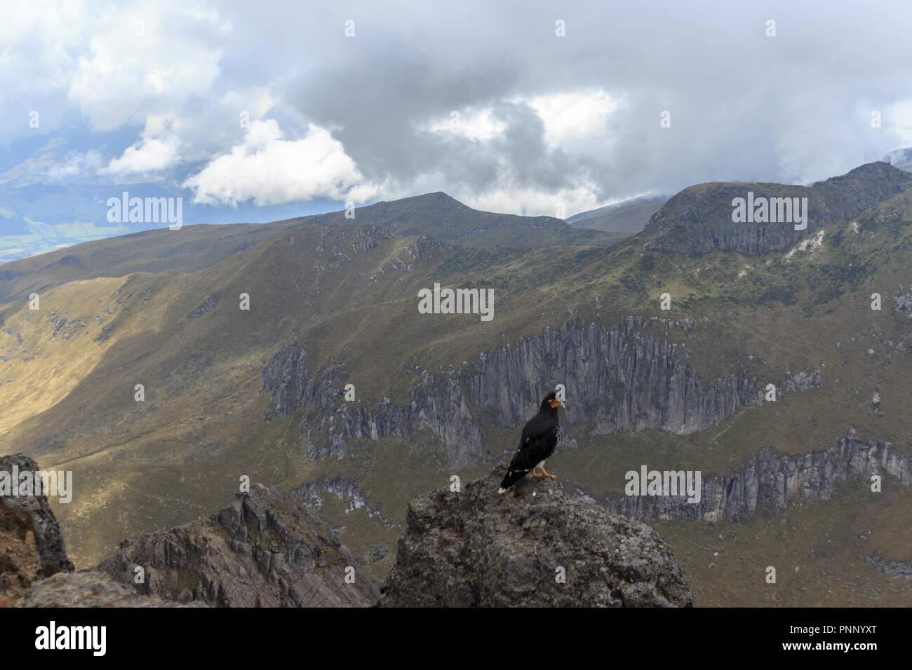 Adler auf ruca Pichincha in Quito, Ecuador Stockfoto