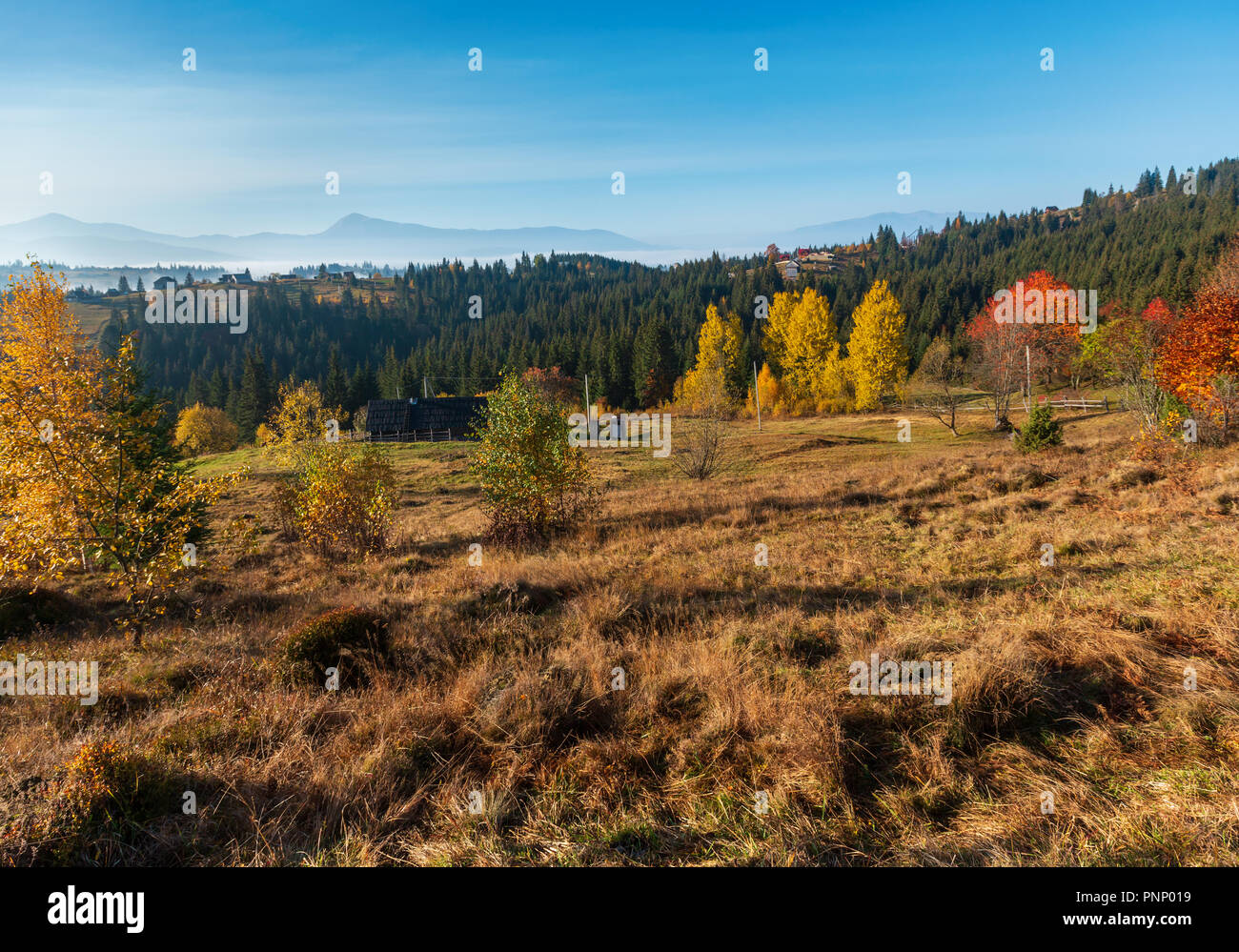 Morgen herbst Hänge (mit bunten Bäumen) der Karpaten (Yablunytskyj, Oblast Ternopil, Ukraine). Stockfoto